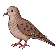 Common Ground Dove