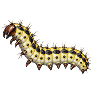 Bluegrass Webworm Moth Caterpillar