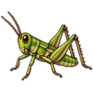 Meadow Grasshopper Nymph