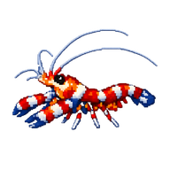 Banded Coral Shrimp
