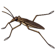 Common Water Strider