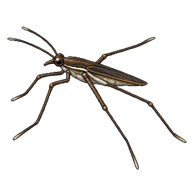 Common Water Strider