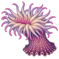 Delicate Sea Anemone