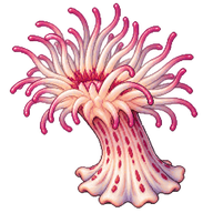 Delicate Sea Anemone