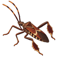 Large-Legged Bug