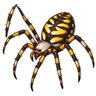 Banded Garden Spider