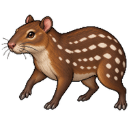 Lowland Paca