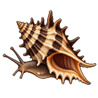 Banded Murex