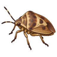 European Tortoise Bug