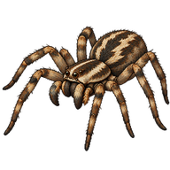 Wolf Spider