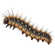 European Tent Caterpillar Larva