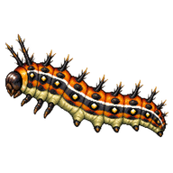 Croton caterpillar Caterpillar