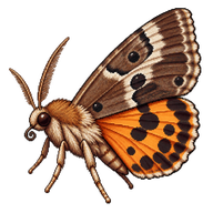 Croton caterpillar