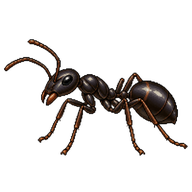 Small Black Sugar Ant