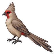 Red-faced Mousebird