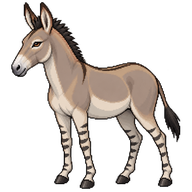 African wild ass