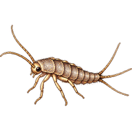Firebrat