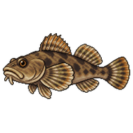 Bullhead