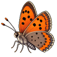 Small Copper