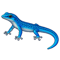 Electric Blue Day Gecko