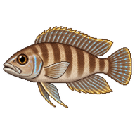 Cylinder Cichlid