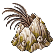 Bay Barnacle