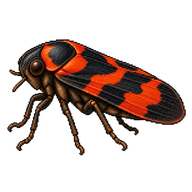 Meadow Spittlebug