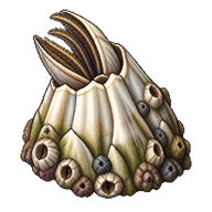 Rough Barnacle