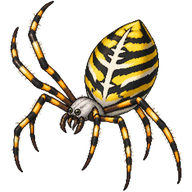 Banded Garden Spider
