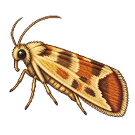 Sparganothis Fruitworm Moth