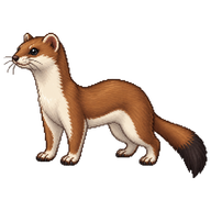 Stoat