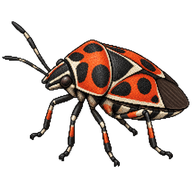 Cruciferous Bug