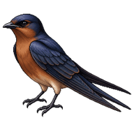 Brown-chested Martin