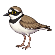 Little Ringed Plover