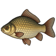 Crucian Carp