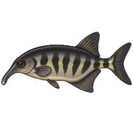 Senegal mormyrid