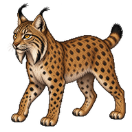 Iberian Lynx