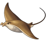 Cownose Ray
