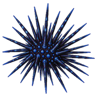 Blue-spotted Urchin