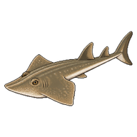 Common Guitarfish