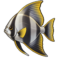 Longfin Baitfish