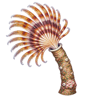 European fan worm