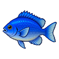 Blue Damselfish