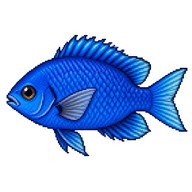 Blue Damselfish