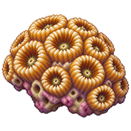 Knob Coral