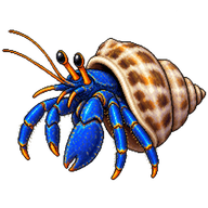 Electric Blue Hermit Crab