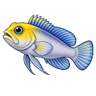 Yellowhead Jawfish