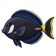 Whitecheek Surgeonfish