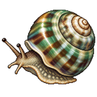 Cat'S-Eye Shell