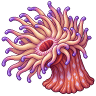 Magnificent Sea Anemone